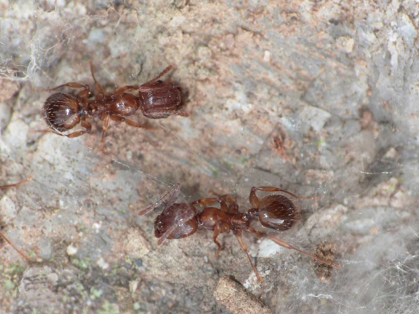 Aphaenogaster subterranea?